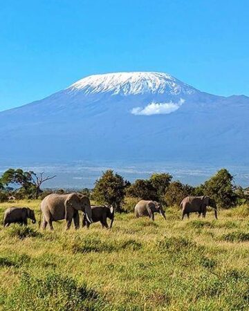 Wildlife Safaris